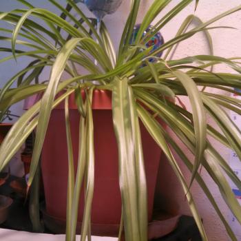 plant with long leaves growing in a pot