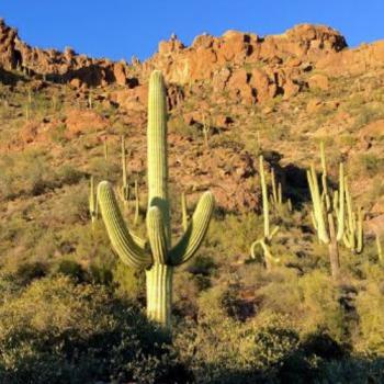 Native Plants, Saguaro, Cactus