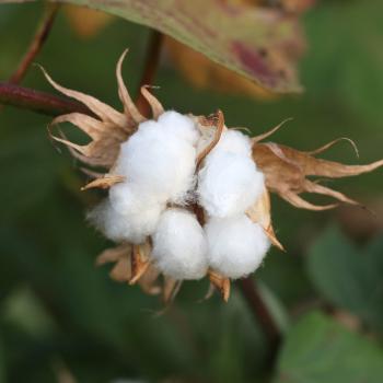 cotton blossoming from a branch