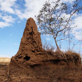 large termite mound