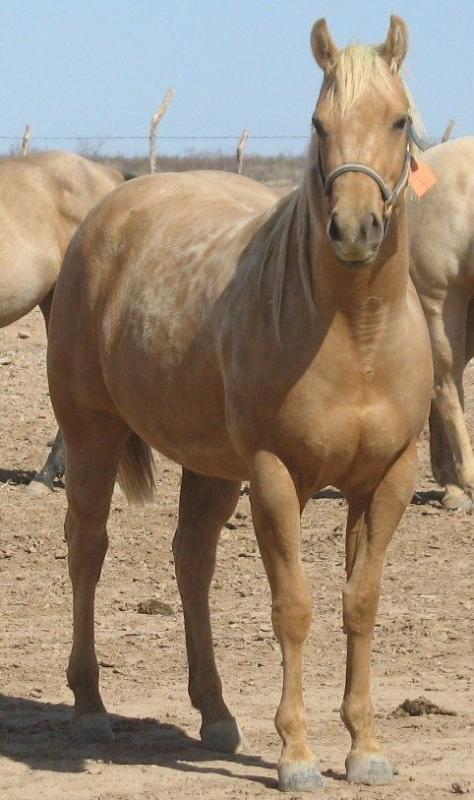 Horse, agriculture, arizona