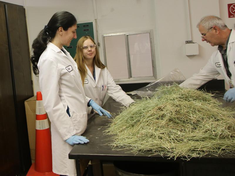 hay sample testing for contaminants