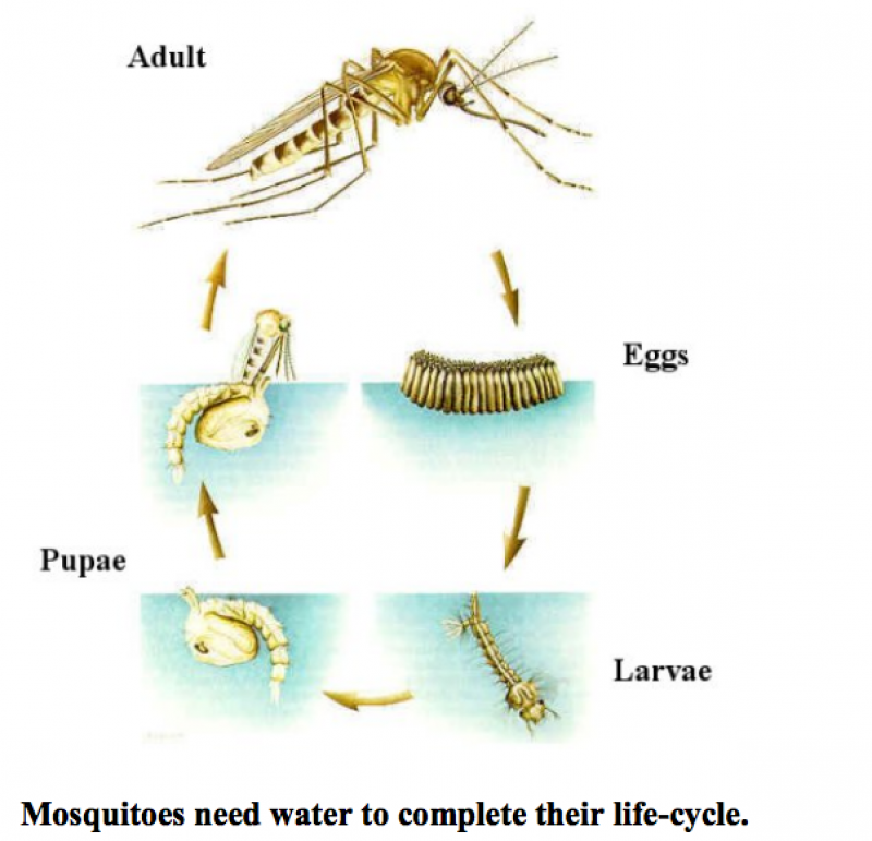 When Does Mosquito Season End In Arizona - You Have Grown Up Record ...