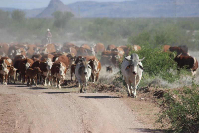 round up, cattle, cows, moving cattle, Arizona Agriculture