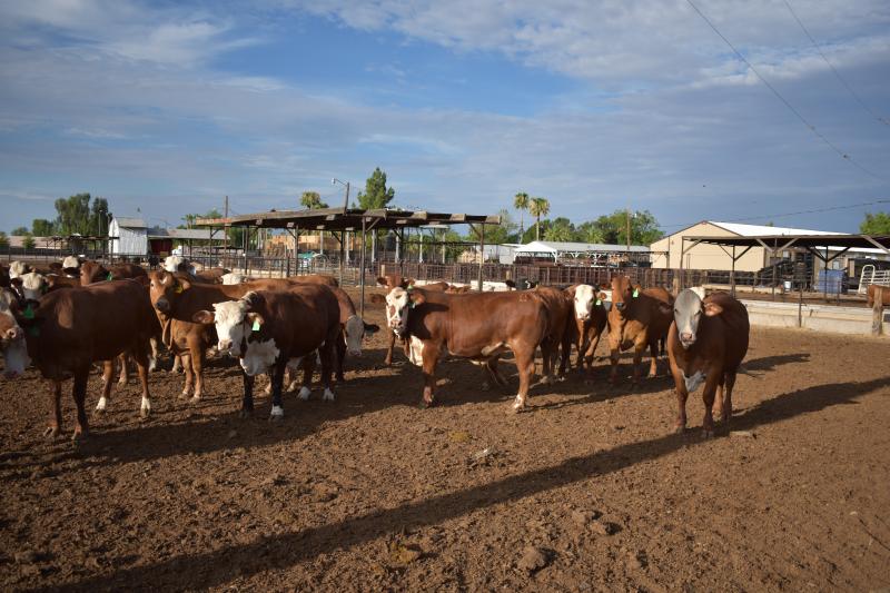 cattle, premises I.D. , livestock, food safety, 
