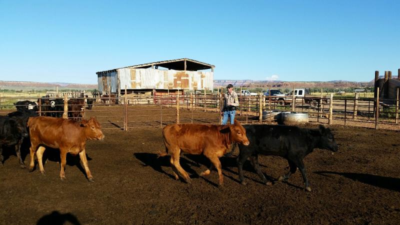 livestock, officer, inspection, livestock inspection, agriculture, arizona, cattle