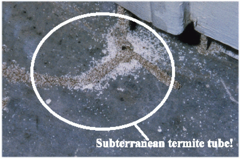 Subterranean Termite Tube