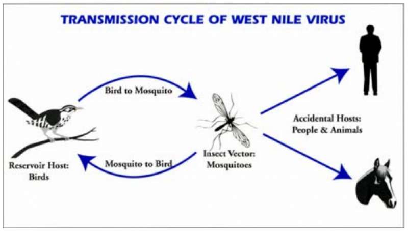 Transmission Cycle of West Nile Virus, Reservior host Birds to Insect Vector Mosquito to Accidental Hosts People and Animals back to Mosquito and back to Birds