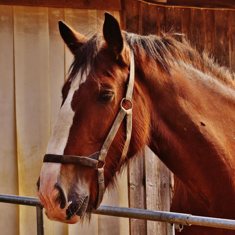 horse.jpg | Arizona Department of Agriculture