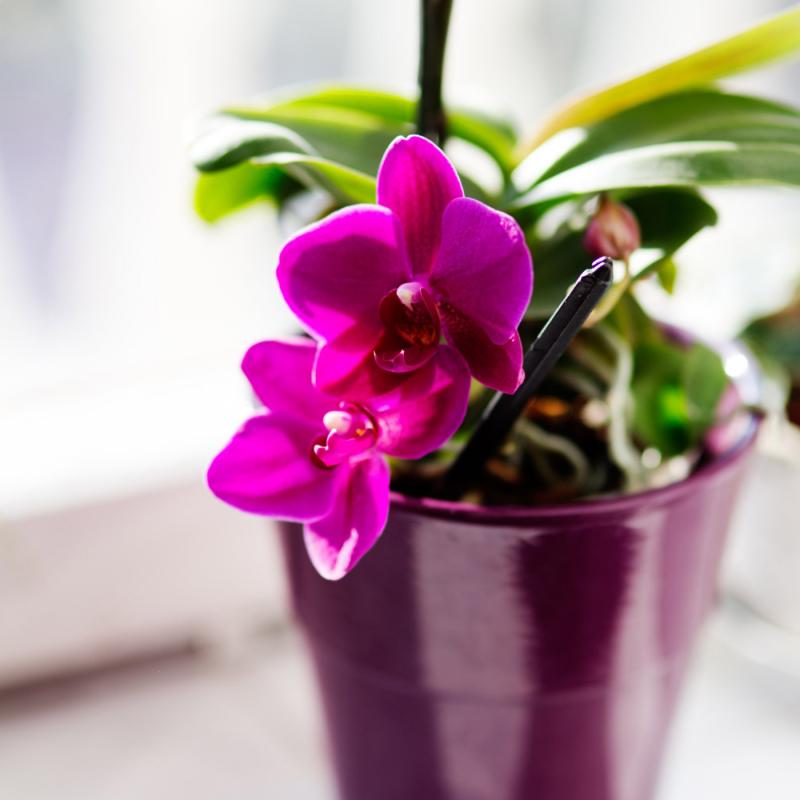 bright purple and magenta flowers growing in a pot