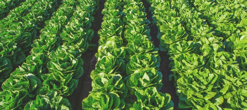 Romaine lettuce field