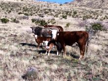 cattle on pasture, cattle on range, Arizona, Agriculture