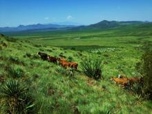cattle on pasture, arizona, agriculture
