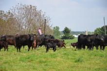 rancher checking cow herd