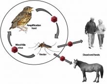 West Nile spread being amplified by a bird and spreading to other animals and humans