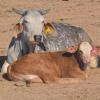 Cow; calf; laying in field