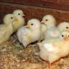chicks huddled together