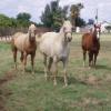 Horses in Mesa