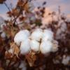 Close up photo of cotton right before harvest