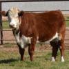 Brown and white steer standing on grass